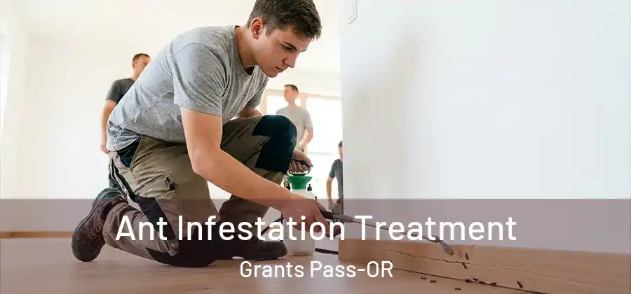 Ant Infestation Treatment Grants Pass-OR