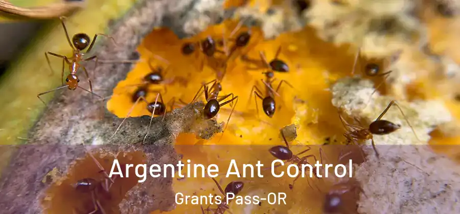 Argentine Ant Control Grants Pass-OR