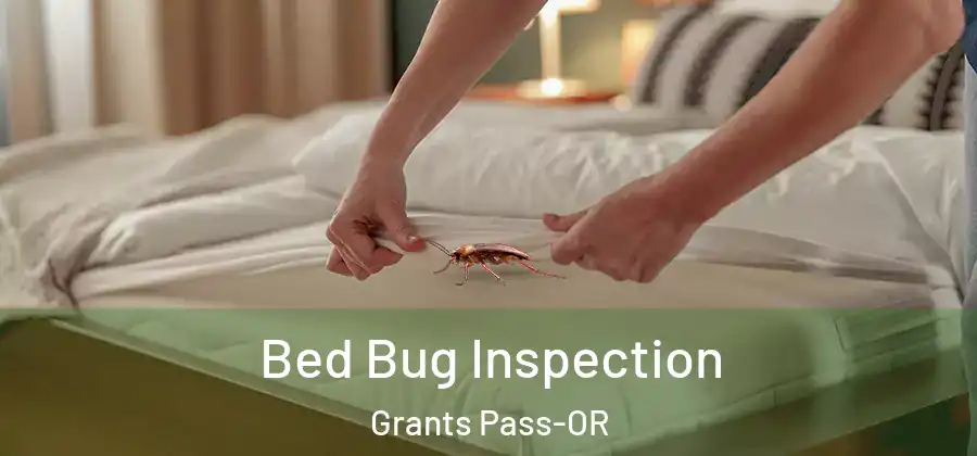  Bed Bug Inspection Grants Pass-OR