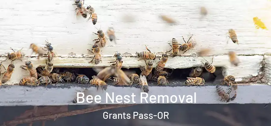 Bee Nest Removal Grants Pass-OR