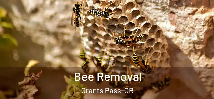 Bee Removal Grants Pass-OR