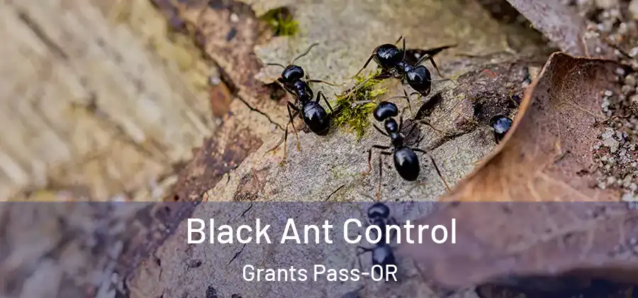  Black Ant Control Grants Pass-OR