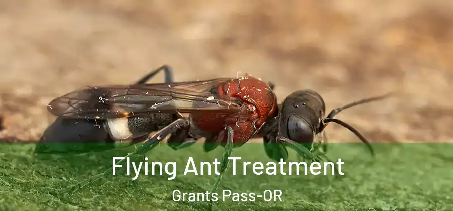 Flying Ant Treatment Grants Pass-OR