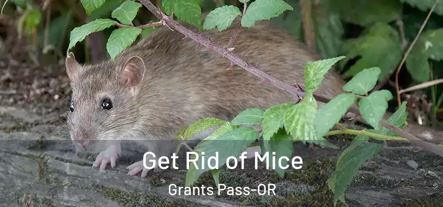 Get Rid of Mice Grants Pass-OR
