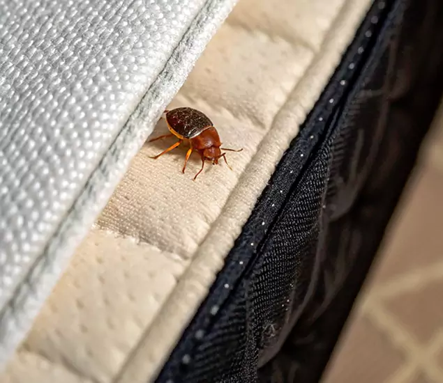 Bed Bug Exterminator Experts You Can Trust in Grants Pass, OR