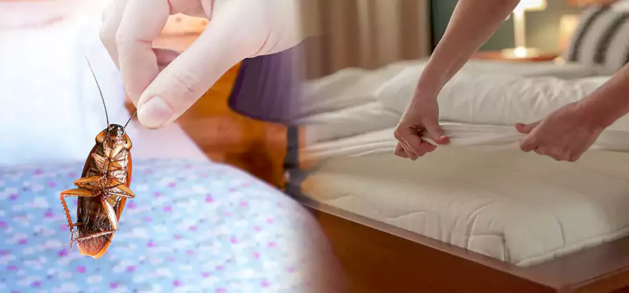 Bed Bug Home Extermination Service in Grants Pass