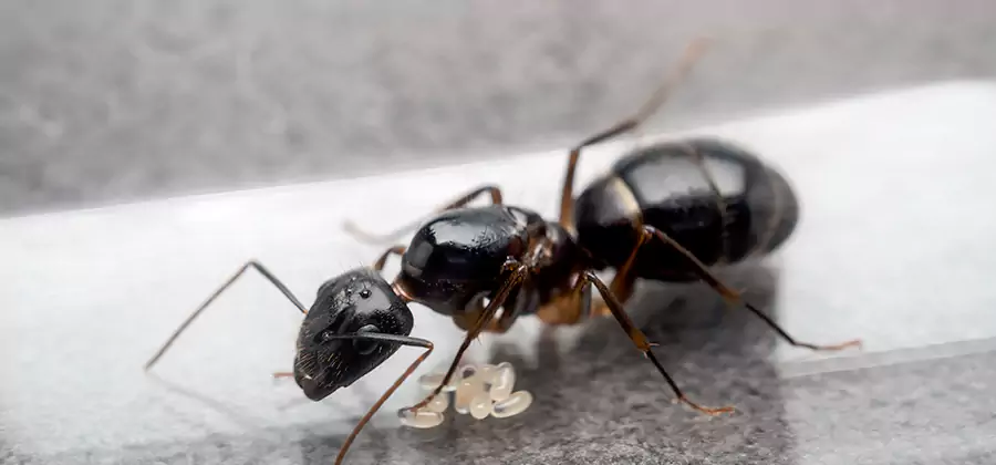 Black Ants in Kitchen Elimination in Grants Pass