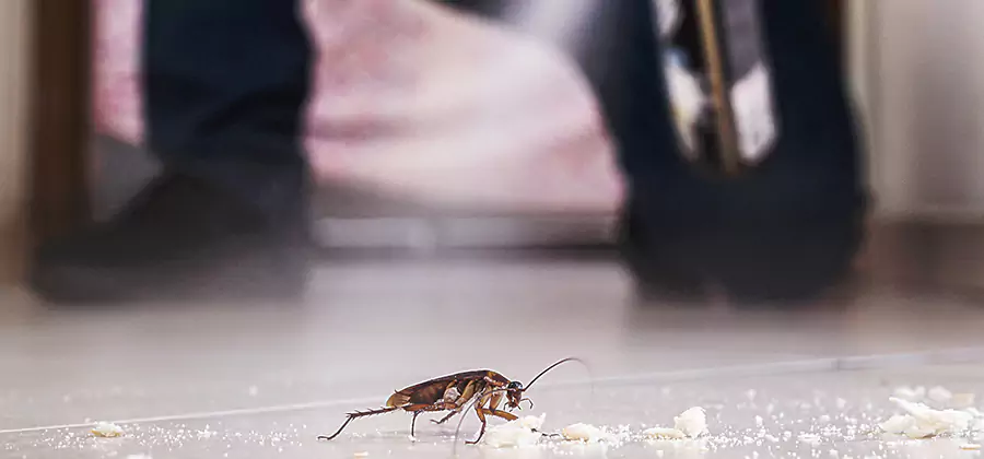 Roach House Treatment Grants Pass