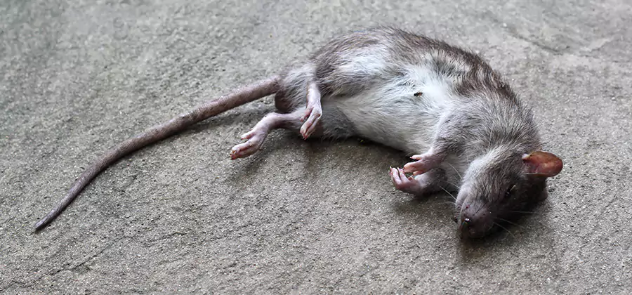 Dead Rat Disposal in Grants Pass