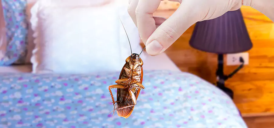 Fast Roach Elimination in Grants Pass
