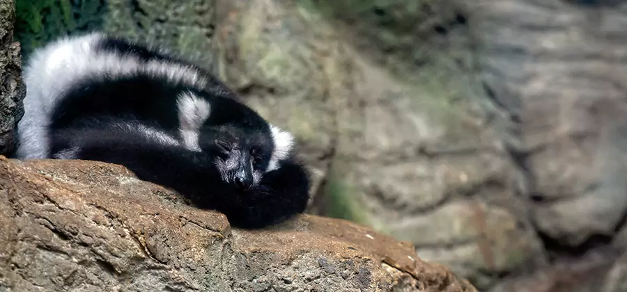 Humane Skunk Removal in Grants Pass