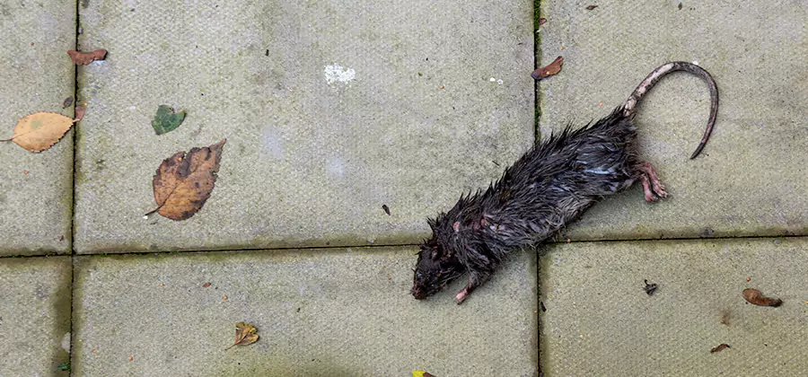 Mice in the Attic Removal in Grants Pass