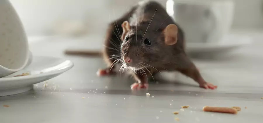 Rodent Feces Removal in Grants Pass