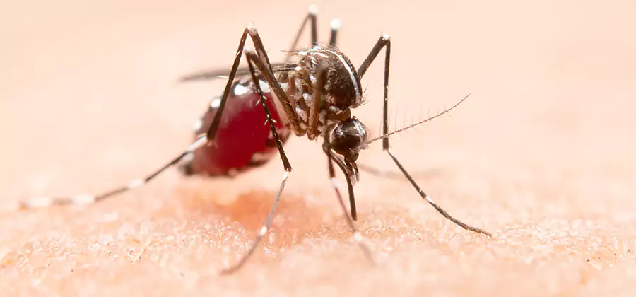 Pond Mosquito Control and Water Treatment in Grants Pass