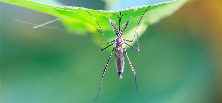 Home Defense Insect Killer in Grants Pass