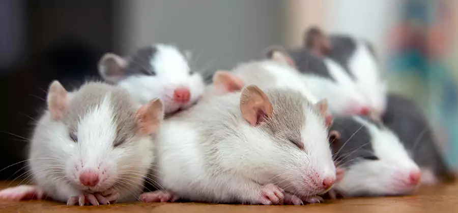 Grants Pass Pet Safe Mice Control