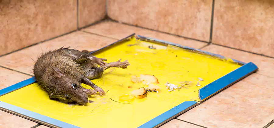 Mouse and Rat Control in Grants Pass
