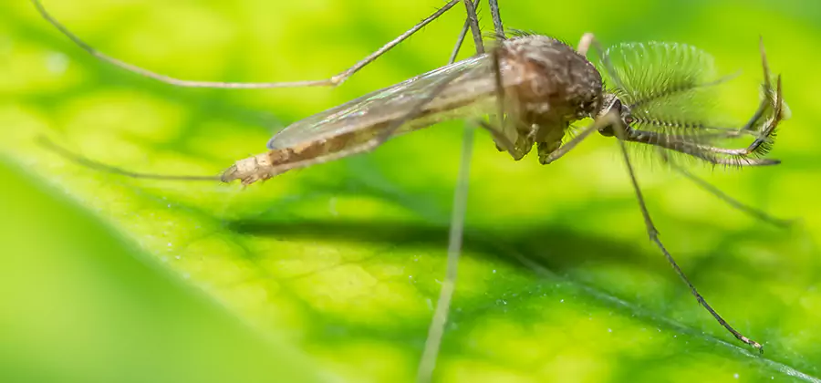 Herbal Mosquito Repellent Treatment in Grants Pass