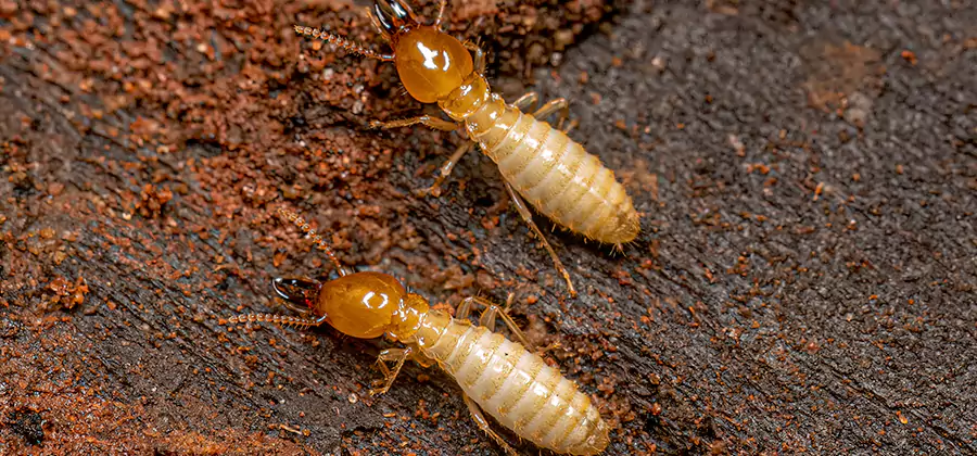 Natural Ant Hill Killer Treatment in Grants Pass
