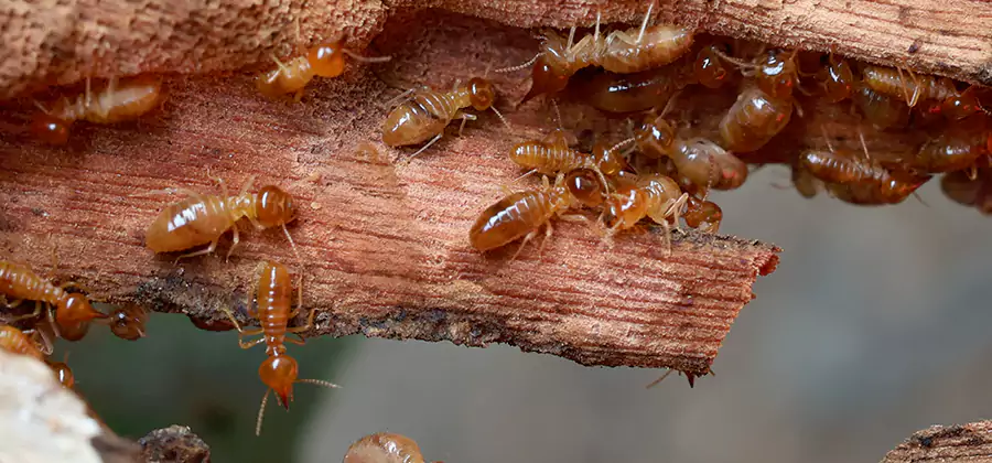 Termite Pest Management in Grants Pass