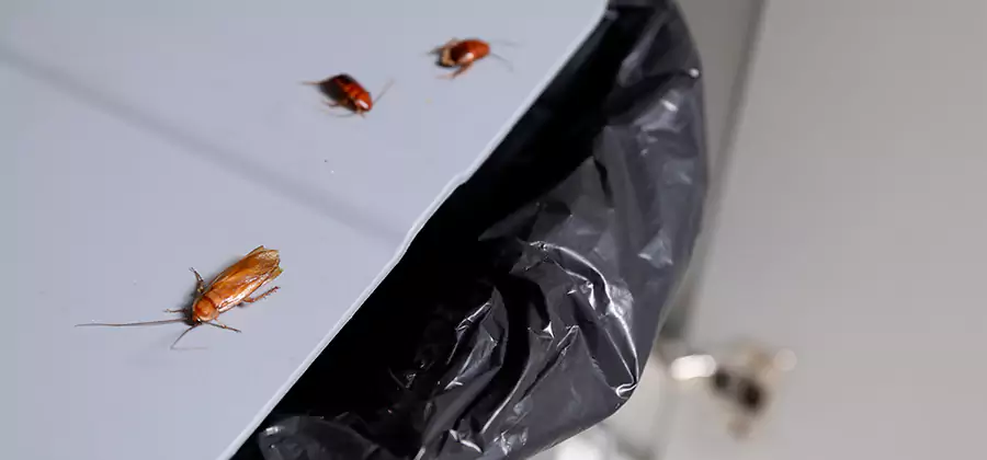 German Roach Pest Control in Grants Pass