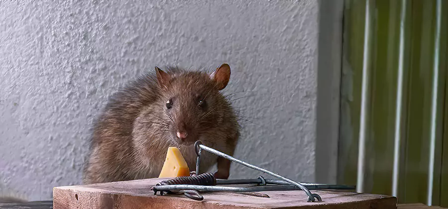 Roof Rat Proofing Service in Grants Pass