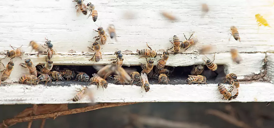 Residential Termite Fumigation in Grants Pass