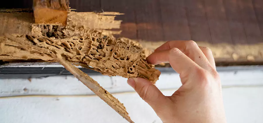 Pre-Purchase Termite Inspection in Grants Pass