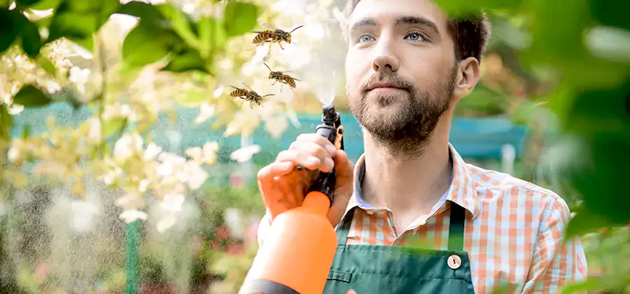 Yellow Jacket Wasp Removal in Grants Pass