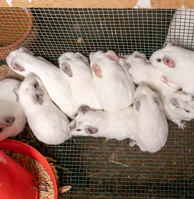 Why Choose Grants Pass Pest Control Pro for Rat Infestation in Grants Pass, OR?