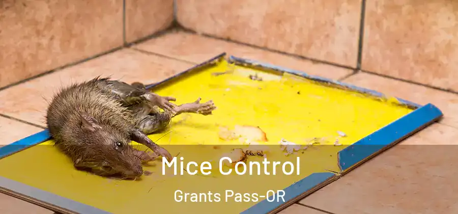 Mice Control Grants Pass-OR