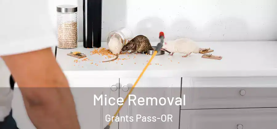 Mice Removal Grants Pass-OR