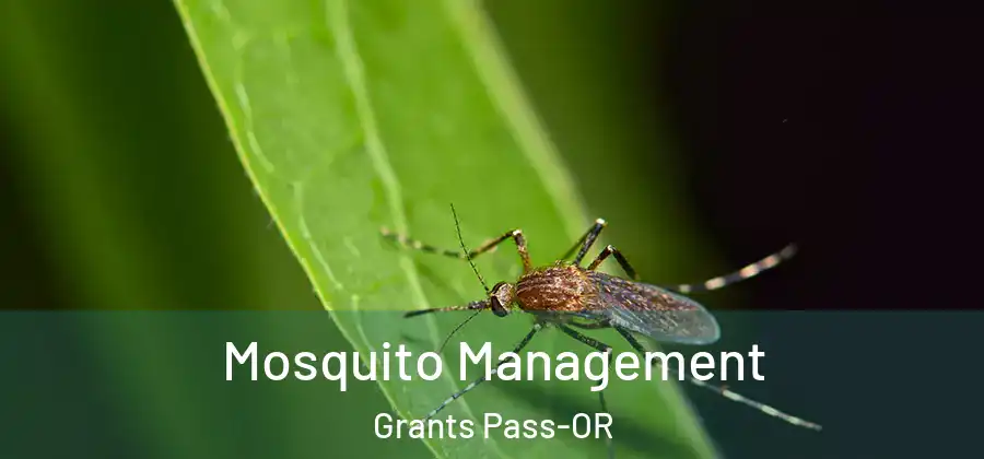 Mosquito Management Grants Pass-OR