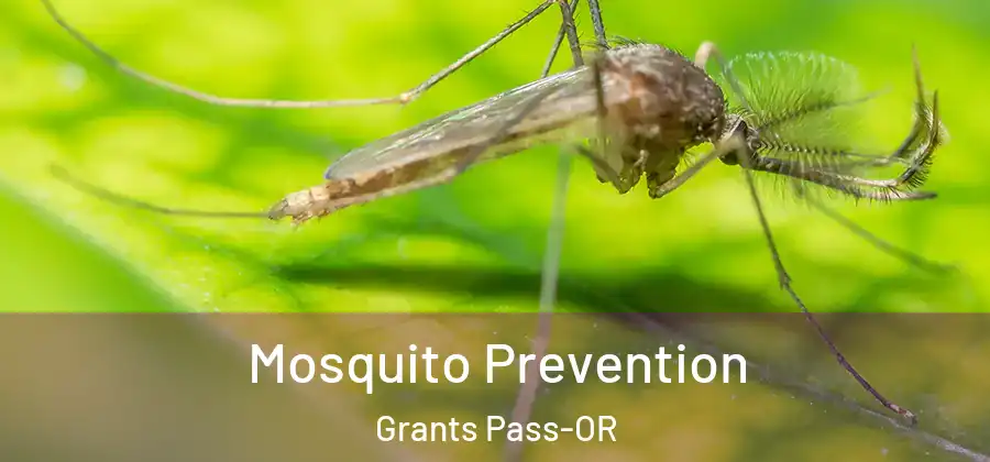 Mosquito Prevention Grants Pass-OR