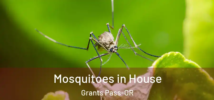 Mosquitoes in House Grants Pass-OR