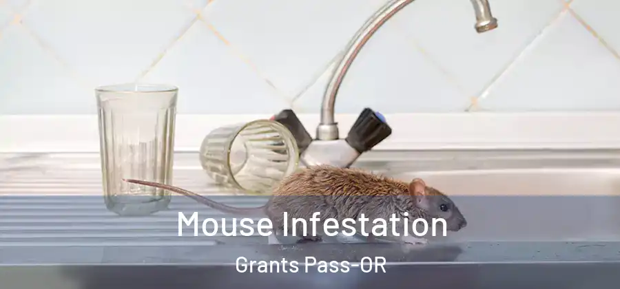 Mouse Infestation Grants Pass-OR