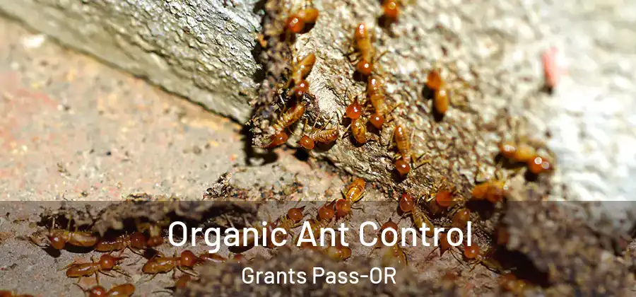  Organic Ant Control Grants Pass-OR