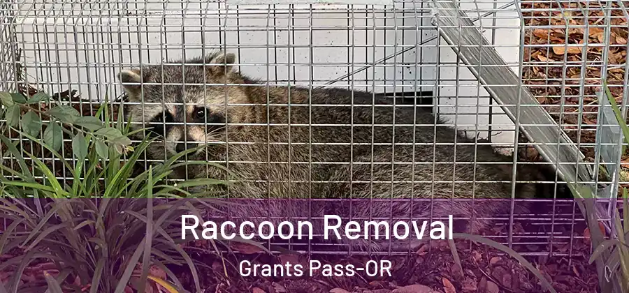 Raccoon Removal Grants Pass-OR