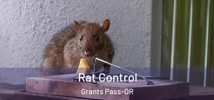 Rat Control Grants Pass-OR