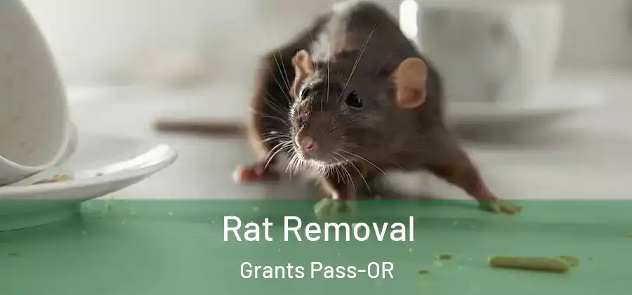 Rat Removal Grants Pass-OR