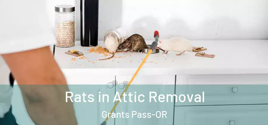 Rats in Attic Removal Grants Pass-OR