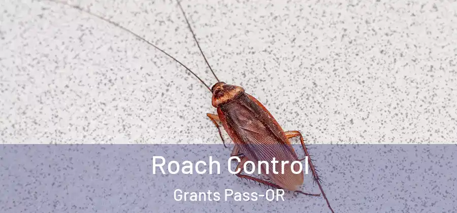 Roach Control Grants Pass-OR