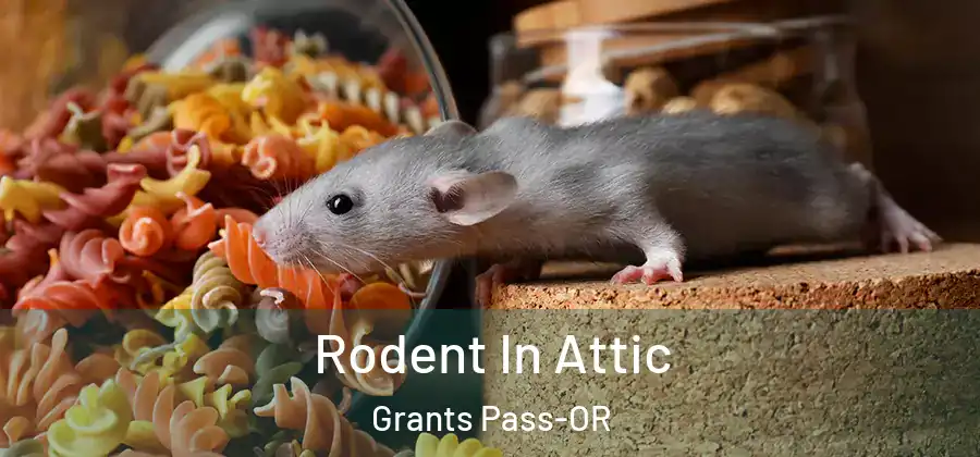 Rodent In Attic Grants Pass-OR