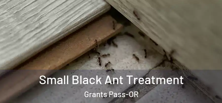 Small Black Ant Treatment Grants Pass-OR