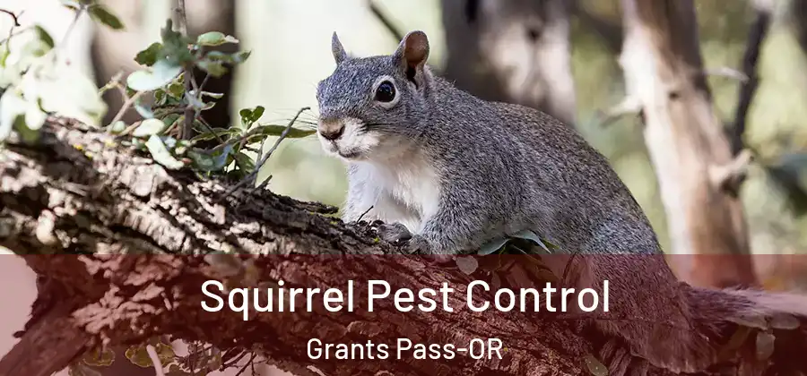 Squirrel Pest Control Grants Pass-OR