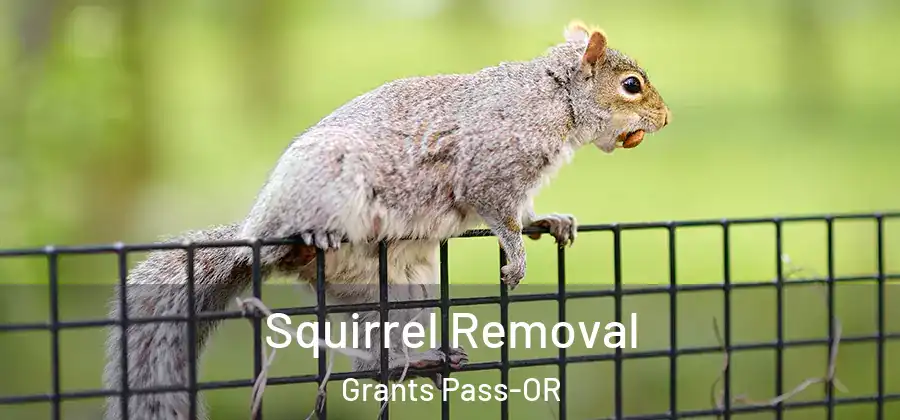Squirrel Removal Grants Pass-OR