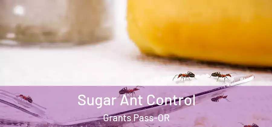  Sugar Ant Control Grants Pass-OR