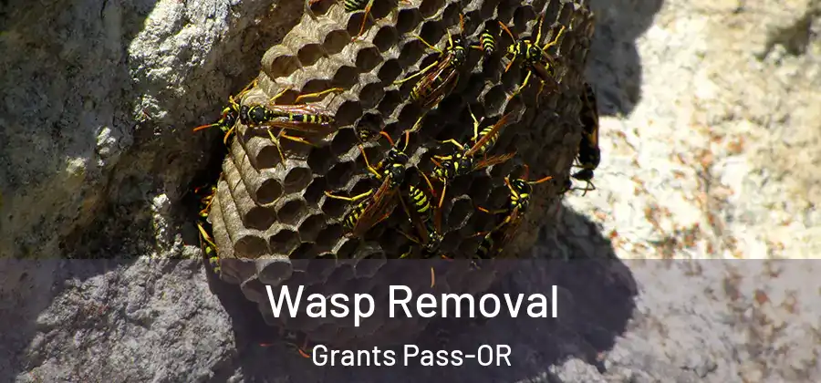 Wasp Removal Grants Pass-OR