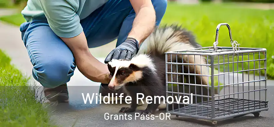Wildlife Removal Grants Pass-OR